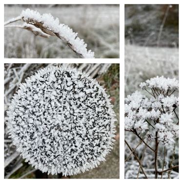 Winterbeeld (3) - Beringen