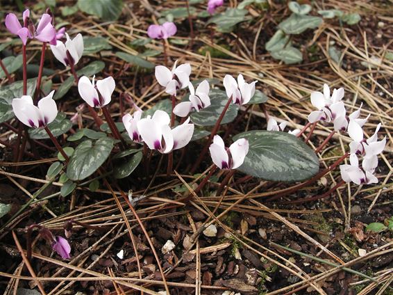 Winterhard, en toch genietend van de zon: Cyclamen - Hamont-Achel