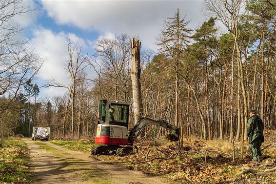 Winterlinden langs dreef naar het Hobos - Pelt