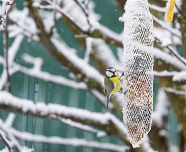 Winterprik (2) - Beringen