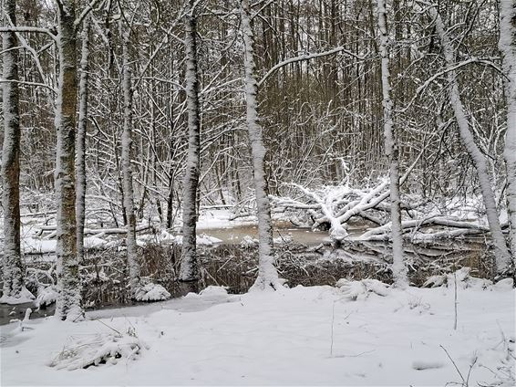 Pelt - Winterse sfeerbeelden uit natuurgebied 't Plat