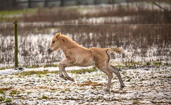 Winterse taferelen - Lommel