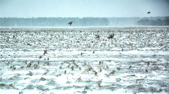 Wintertaferelen - Lommel