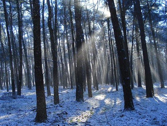 Winterzon in 't Lindel - Overpelt