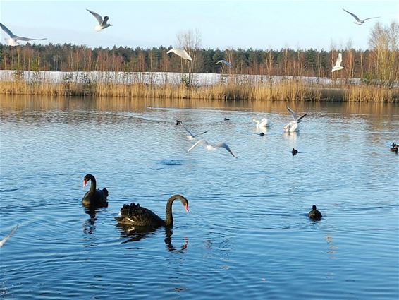 Witte en zwarte zwanen in de Sahara - Lommel