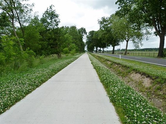 Witte klaver voor de bijen - Meeuwen-Gruitrode