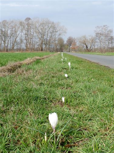 Witte krokussen herinneren aan Dodendraad - Pelt