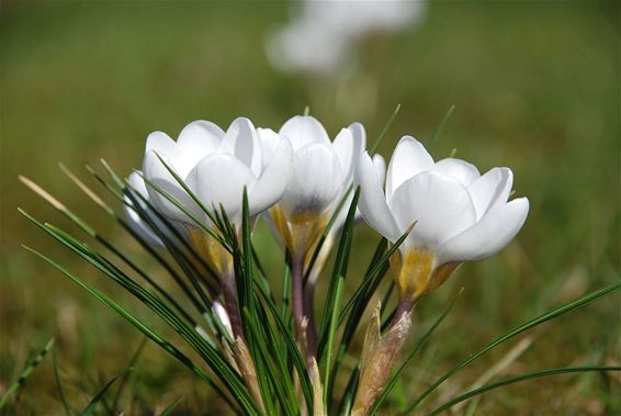 Witte krokussen planten bij de Doodendraad - Hamont-Achel