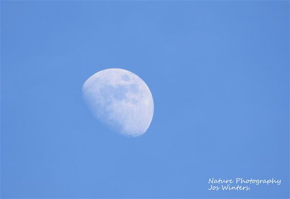 Witte maan in blauwe hemel - Peer