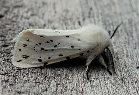 'Witte tijger' - Overpelt