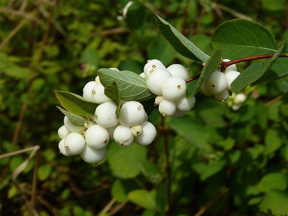 Witte winterballetjes langs de Noordweg - Peer