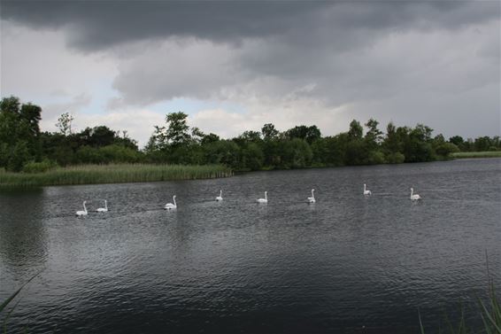 Witte zwanen onder een donkere hemel - Neerpelt