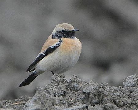 Woestijntapuit, aangenaam - Overpelt