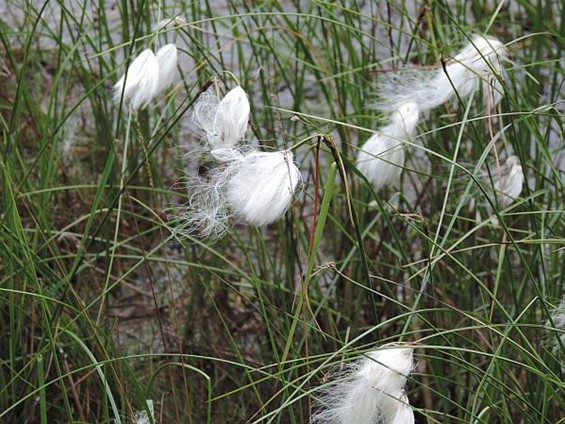 Wol uit het gras - Neerpelt