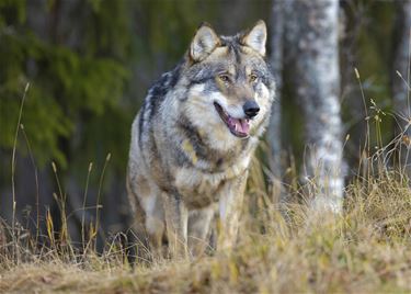 Wolf aangereden op N74 - Hechtel-Eksel