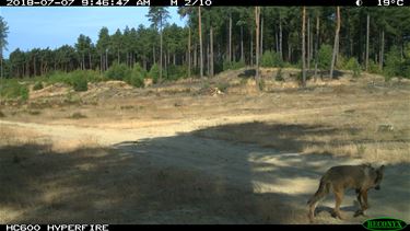 Wolf August komt uit Nederland - Beringen