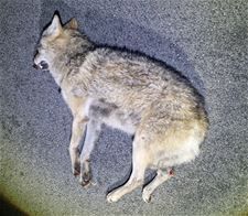 Wolf doodgereden in Geel - Lommel