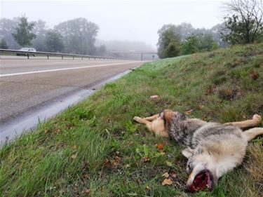 Wolf doodgereden in Hechtel-Eksel