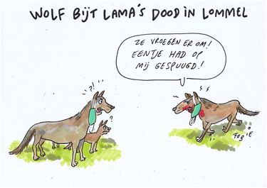 Wolf doodt drie lama's
