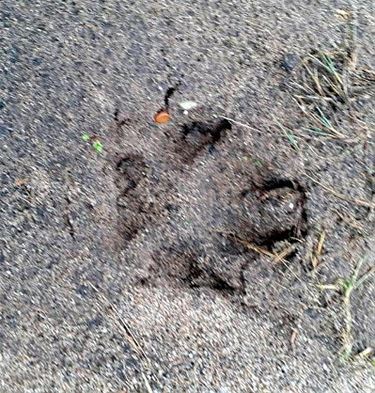 Wolf gespot in Bocholt - Bocholt & Leopoldsburg