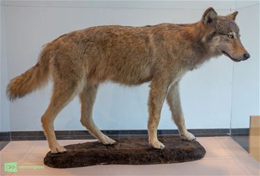 Wolf Roger nog te bewonderen in CC Palethe - Pelt