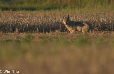 Wolvenwereld: tot dusver één welp gespot