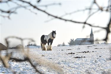 Workshop winterfotografie in Koersel - Beringen