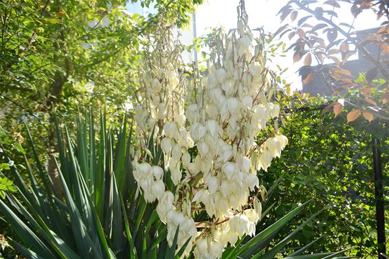 Yucca prachtig in de bloei - Lommel