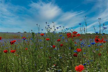 Zaadgoed met streekbloemen en kruiden - Beringen & Leopoldsburg