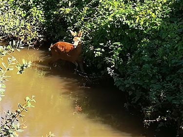 Zalig knabbelen in het water - Beringen