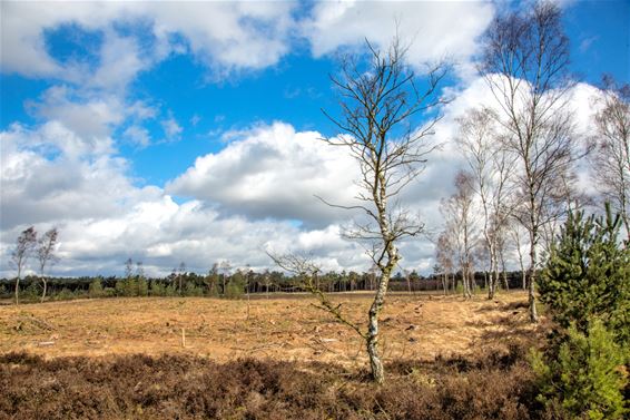 Zalig wandelen in de Blekerheide - Lommel