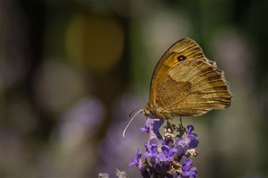 Zandoogje opgemerkt in tuin - Overpelt