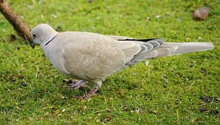Zaterdag en zondag: vogels tellen - Overpelt