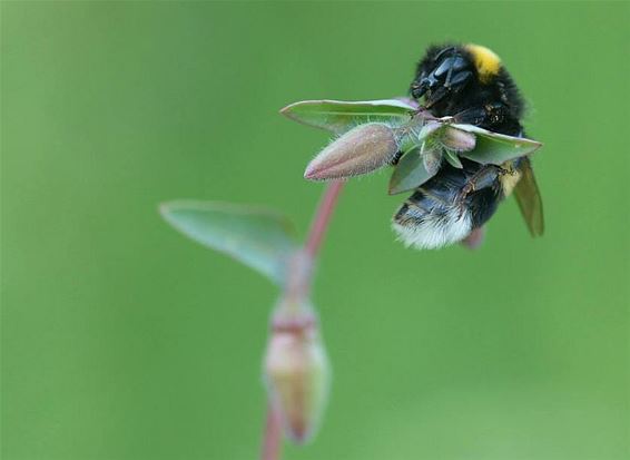 Ze is niet van Lommel, deze hommel - Overpelt