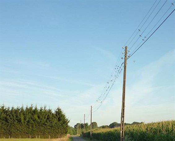 Ze willen al vertrekken... - Meeuwen-Gruitrode