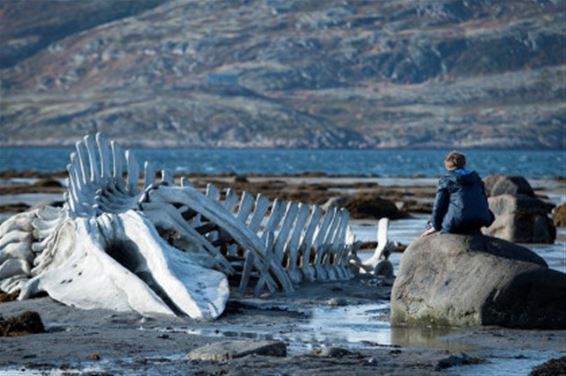 Zebracinema: 'Leviathan' - Neerpelt