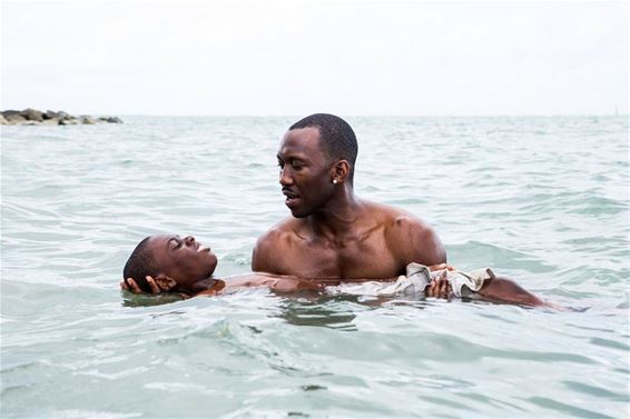 Zebracinema: 'Moonlight' - Neerpelt