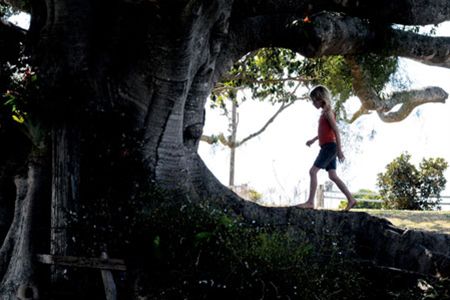 Zebracinema morgenavond: 'The Tree' - Neerpelt