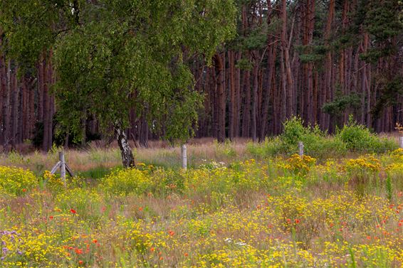 Zee van bloemen op Blekerheide - Lommel