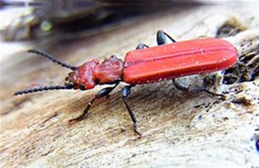 Zeer zeldzaam insect aangetroffen