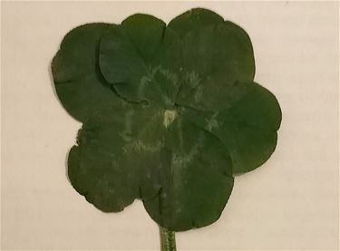 Zeldzaam klavertje 7 voor Josh in Kaulille - Bocholt