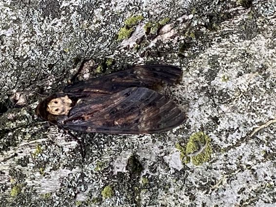 Pelt - Zeldzame doodshoofdvlinder duikt op in Overpelt