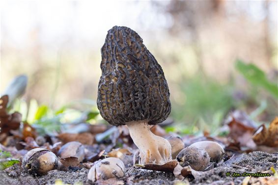 Zeldzame kegelmorielje gespot in Pelt - Pelt