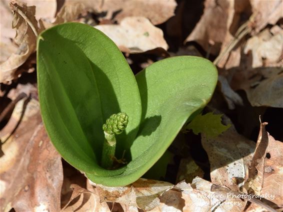 Zeldzame keverorchis langs spoorwegberm - Peer
