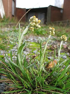 Zeldzame plantjes voelen zich thuis in onze bermen - Lommel