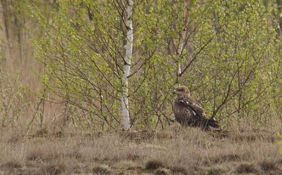 Zeldzame roofvogels over Lommel - Lommel