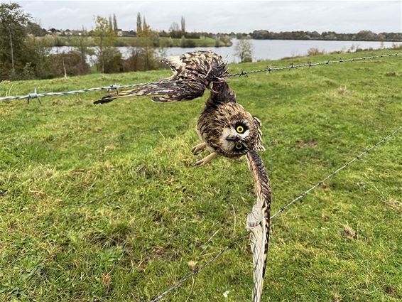 Zeldzame uil in de prikkeldraad - Oudsbergen