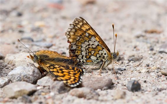 Zeldzame Veldparelmoervlinder in Balimheide - Lommel