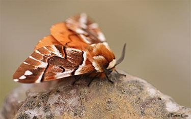 Zeldzame vlinder in Lommel - Lommel