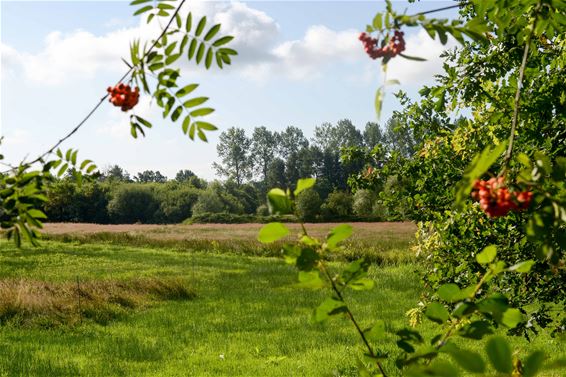 Zelem: Natuurpunt - Beringen